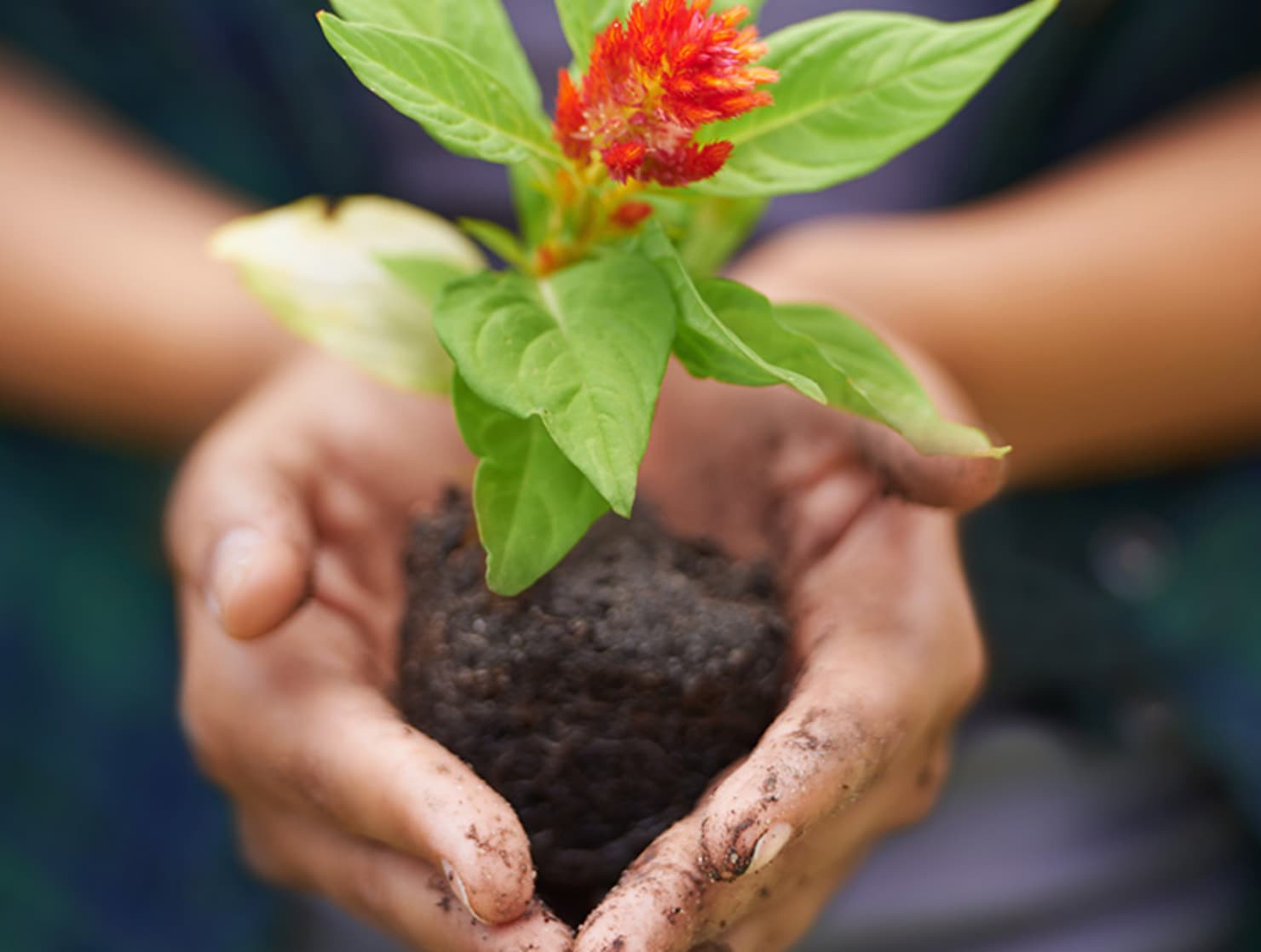 Hands holding a flower to be planted in dirt