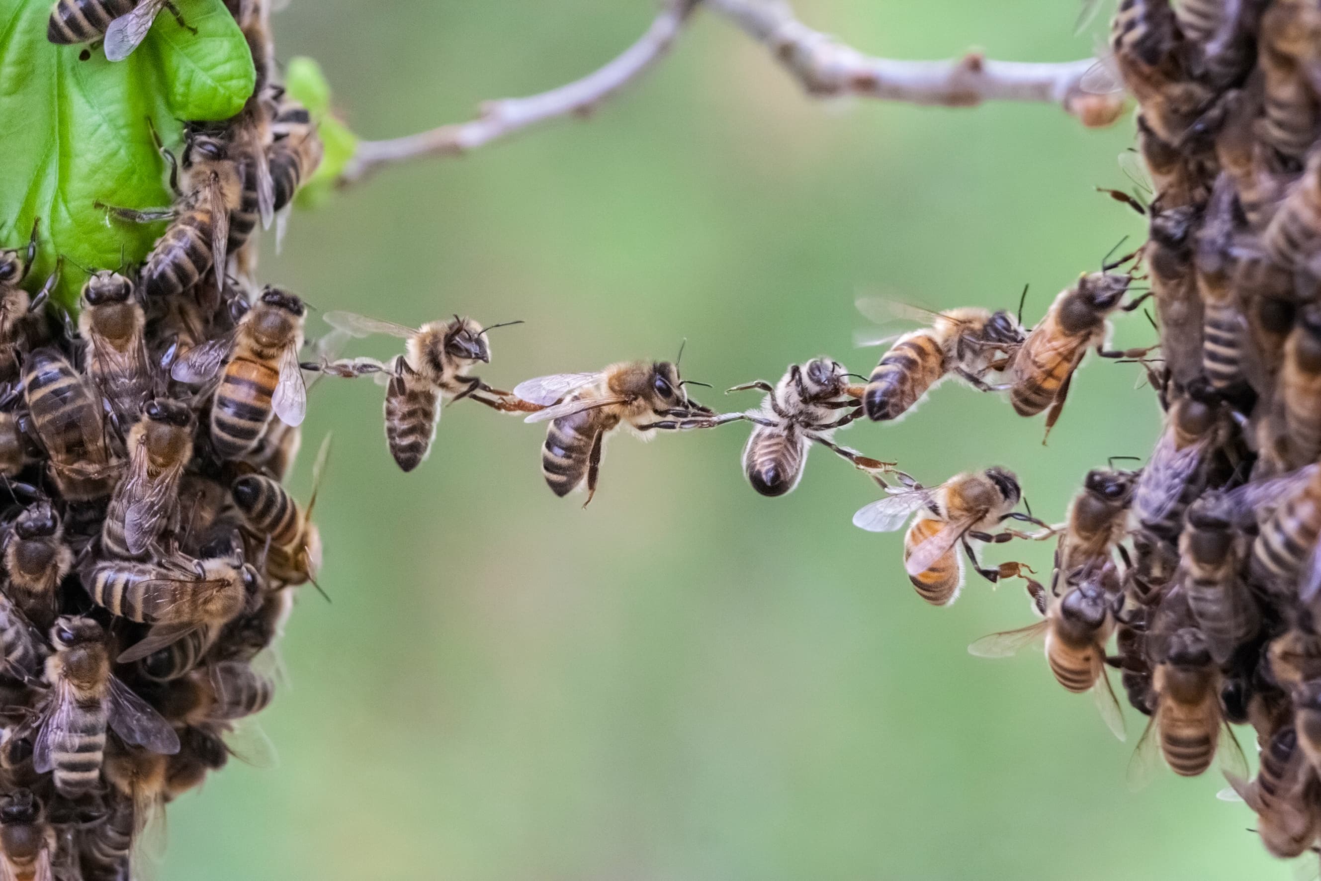 Two swarms of bees making a bridge between them with their bodies